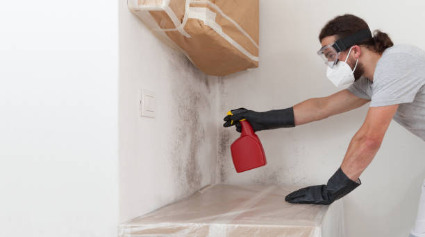Professional Black Mold Removal technician working in Middleton, MA