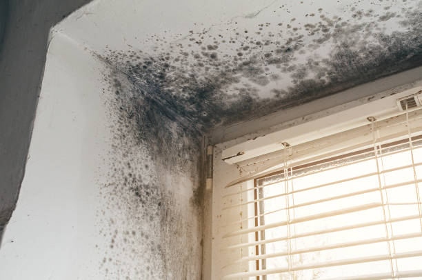 Trusted Black Mold Removal service in Middleton, MA - Cheap Mold Removal